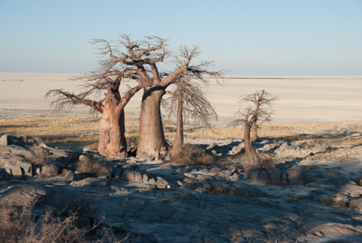 Das Bild zeigt ein Foto von Affenbrotbäumen ohne Blätter. Es wurde aufgenommen von der Künstlerin Heike Pander. Die Bäume sehen aus, als reckten sie ihre Wurzeln in den Himmel. Das Ensemble wächst auf Lekhubu Island (Kubu Island) in  Botswana.
