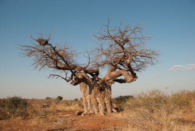 Das Bild zeigt ein Foto von einem Affenbrotbaum ohne Blätter. Es wurde aufgenommen von der Künstlerin Heike Pander. Der Baum sieht aus, als recke er die Wurzeln in die Höhe. Er wächst in Mashatu, Botswana.
