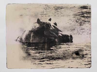 Nilpferd, Fotodruck auf Gel-Platte, Heike Pander Das Bild zeigt eine Monotypie von einer Fotografie, die auf einer Gel-Platte gedruckt wurde. Das Motiv ist ein Nilpferd, dessen Kopf aus dem Wasser schaut.