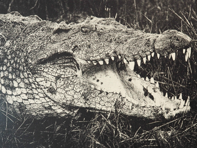 Das Foto zeigt eine Monotypie, ein Foto, das von Hand auf einer Gel-Platte gedruckt wurde. Darauf zu sehen ist ein Krokodil mit weit aufgerissenem Maul - es zeigt seine Zähne. Das Foto wurde von der Künstlerin Heike Pander aufgenommen und als Monotypie umgesetzt.