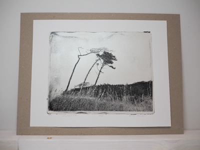 Das Foto zeigt eine Monotypie, ein Foto, das von der Künstlerin Heike Pander von Hand auf einer Gel-Platte gedruckt wurde. Darauf zu sehen sind Windflüchter, also Bäume an einer Küste, wie sie am Weststrand von Prerow an der Ostsee gedeihen. Die Grundlage für die Monotypie bildet ein Foto, das die Künstlerin am Strand aufgenommen hat. Das Motiv ist schwarz gedruckt, der Hintergrund in Silber.