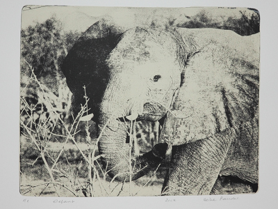 Gel-Druck von einer Fotografie der Künstlerin Heike Pander. Auf dem Unikat ist ein junger Elefant in der Morgensonne zu sehen in den Farben Schwarz und Beige.