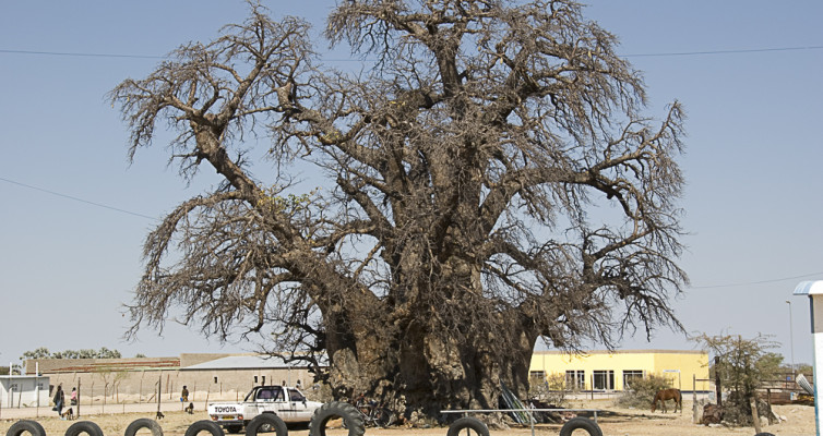 Baobab, Outapi, Namibia