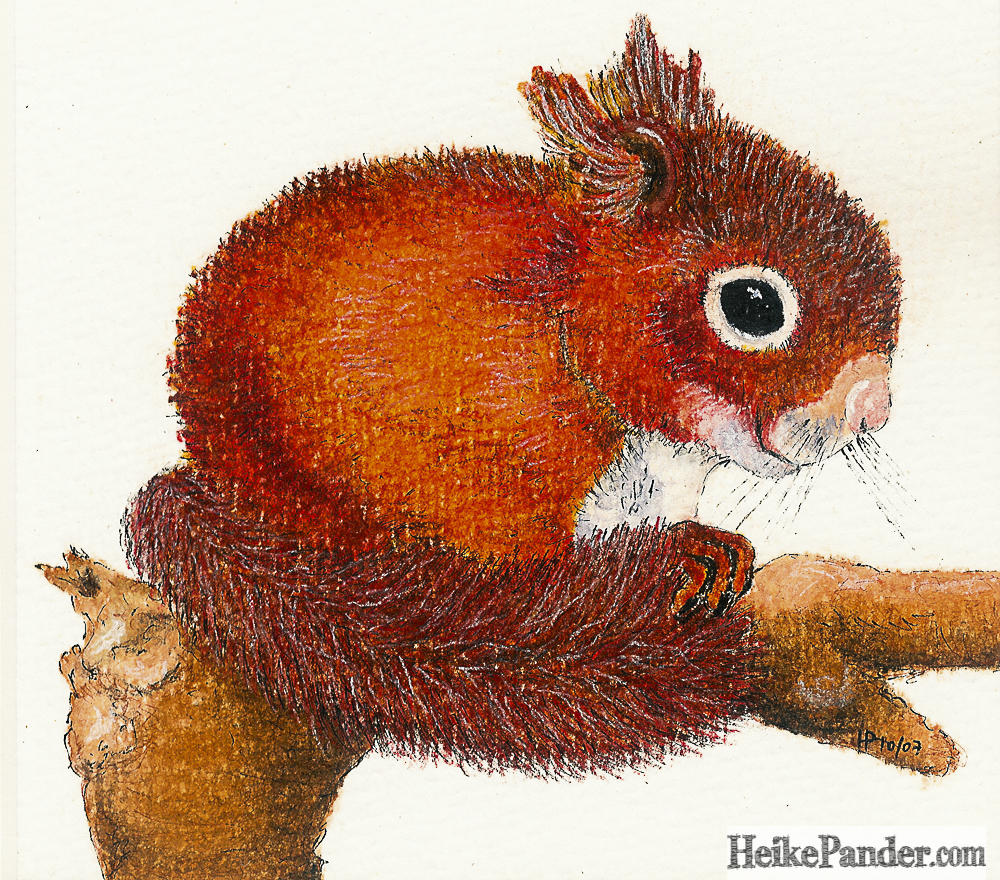 Eichhörnchen, Pastellkreiden, Heike Pander