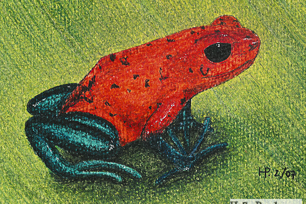 Rotblauer Frosch, Pastellkreiden, Heike Pander
