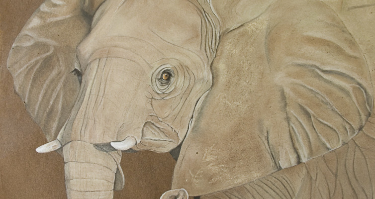 Elefant, Pastellkreide, Heike Pander