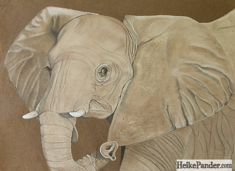 Elefant, Pastellkreide, Heike Pander