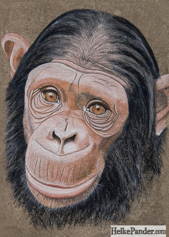 Schimpansin, Pastellkreide, Heike Pander