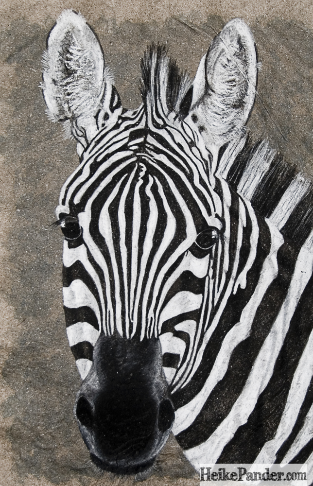 Zebra, Pastellkreide, Heike Pander