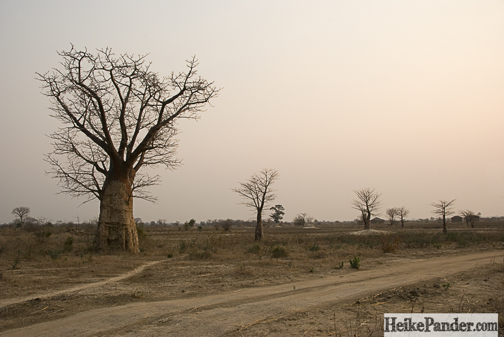 Baobab, Malawi