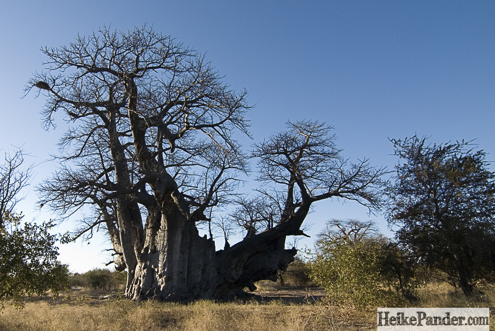 Baobab, Namibia