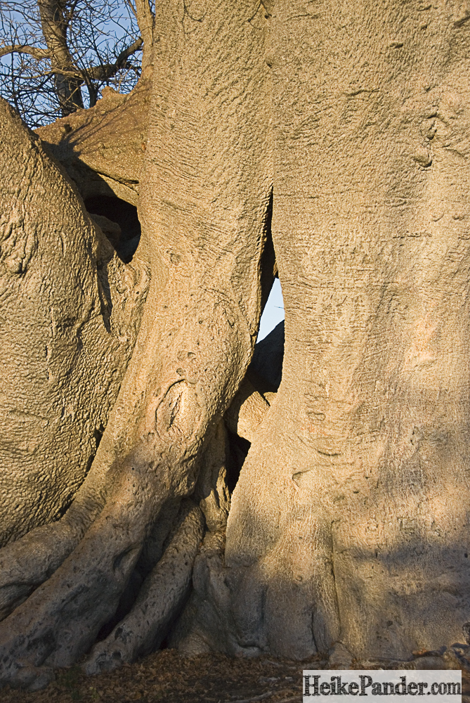 Baobab, Namibia