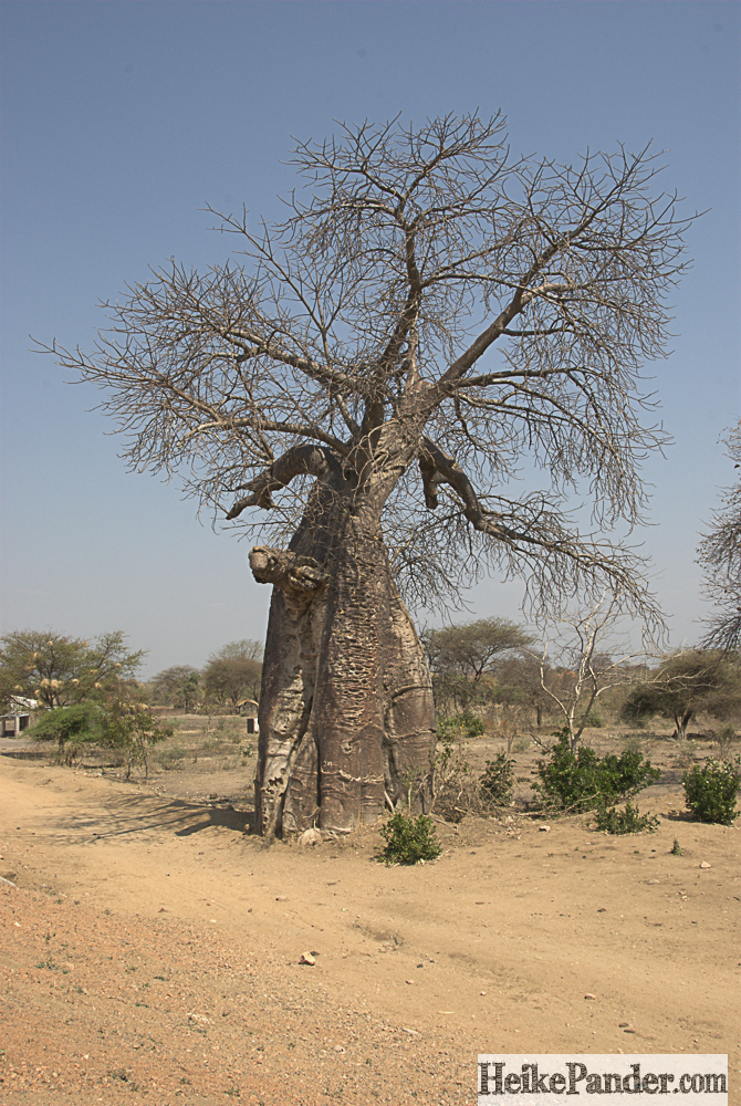 Baobab, an der Straße, Malawi