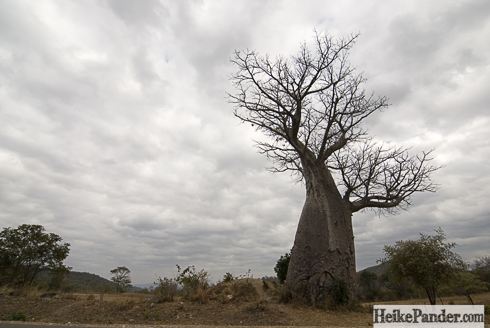 Baobab, an der Straße, Sambia