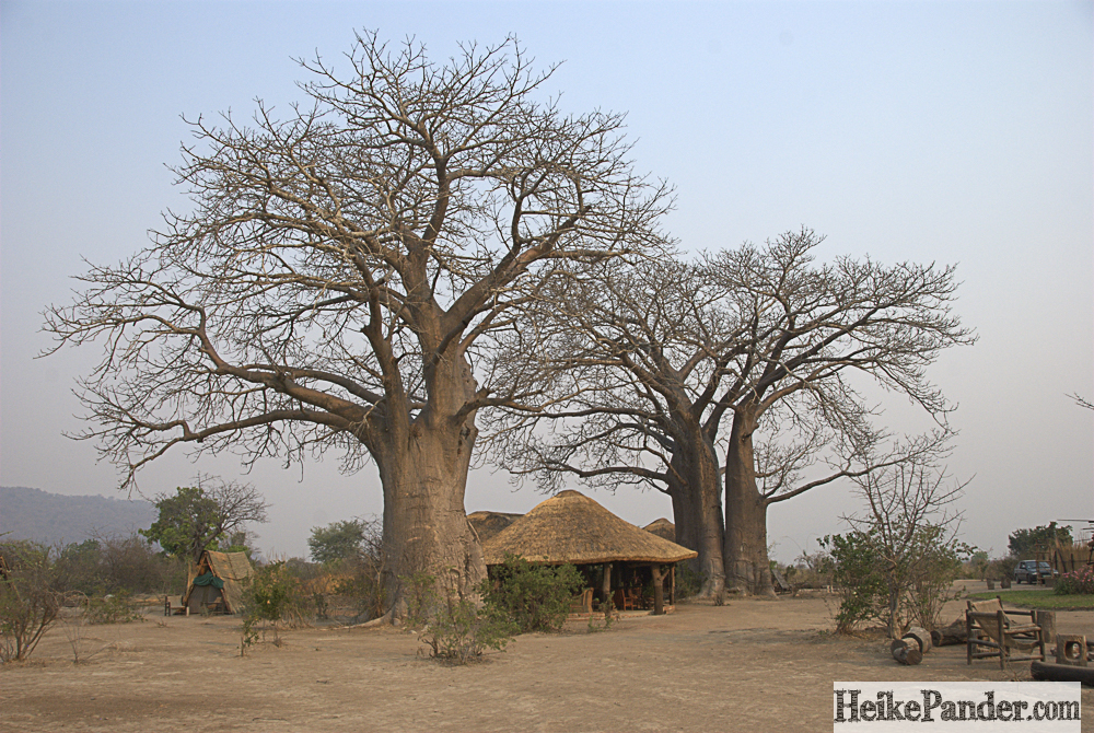 Bushman's Baobab, Malawi