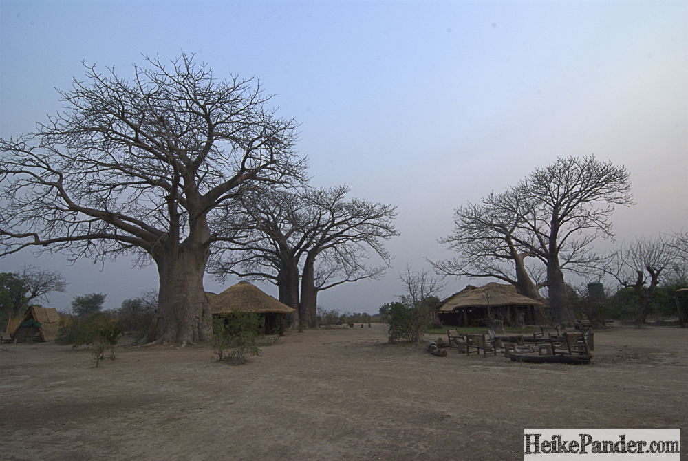 Bushman's Baobab, Malawi