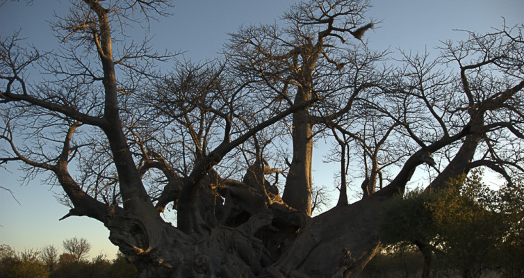 Holboom, Tsumkwe, Namibia