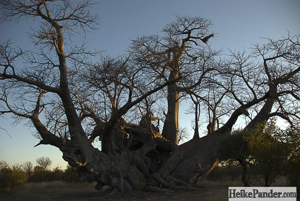 Holboom, Tsumkwe, Namibia