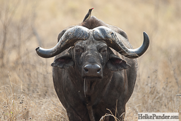 Afrikanischer Büffel, Punda Maria