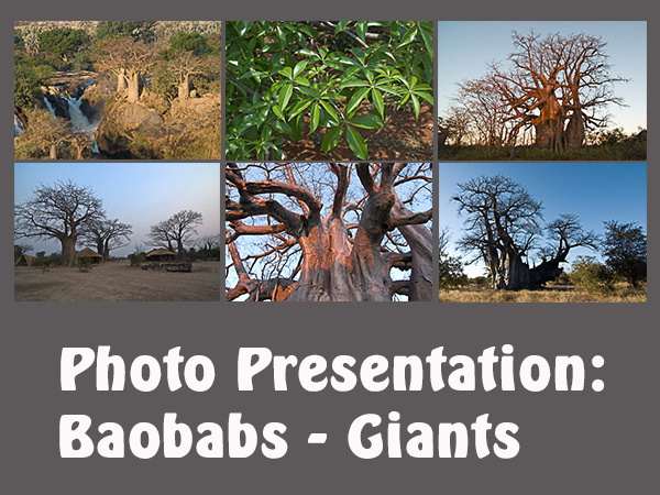 Baobabs_Giganten_EN_130316