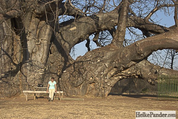 Sagole Big Tree, Südafrika
