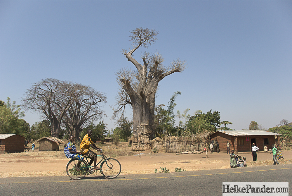 Baobab, Malawi