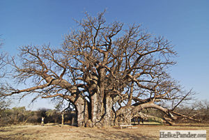 Sagole Big Tree, Südafrika, Heike Pander