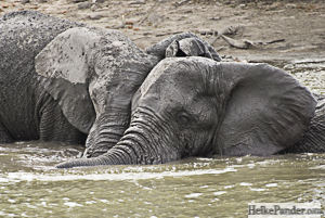Elephants, Kruger NP, Heike Pander