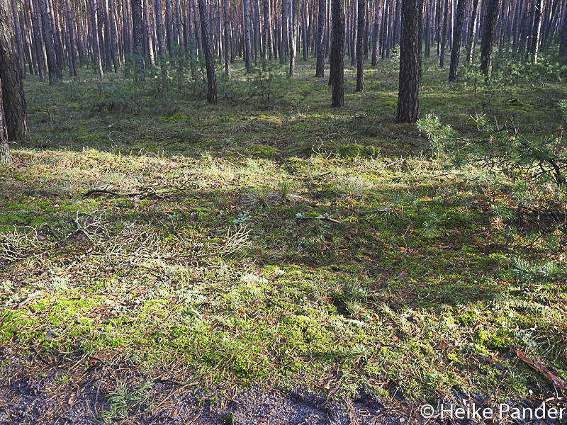 Deer crossing, pine forest, Hoher Fläming, Brandenburg[/caption]
[shariff]			</div><!-- .entry-content -->

	<footer class=