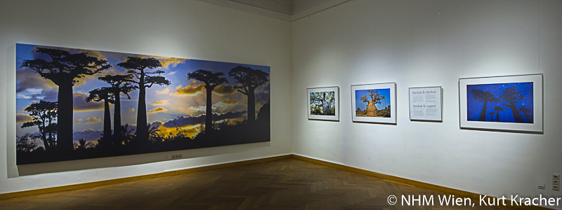 Baobab Fotografien von Pascal Maître in der Ausstellung „Baobab – der Zauberbaum“ im NHM, Wien