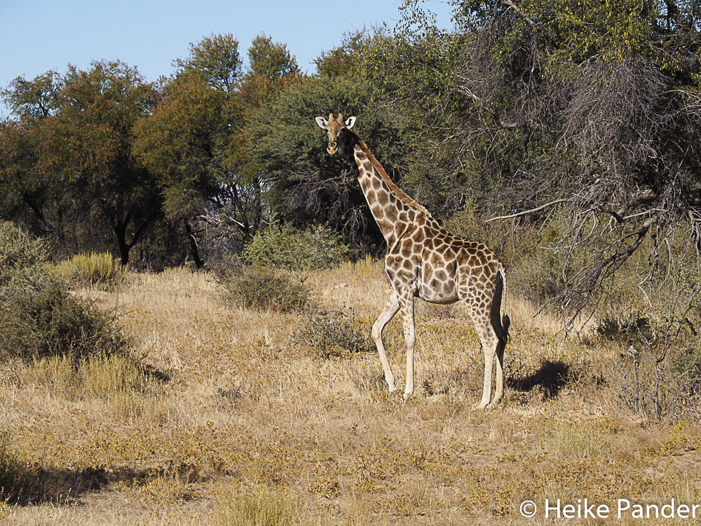Giraffe, Nähe Windhoek, Namibia