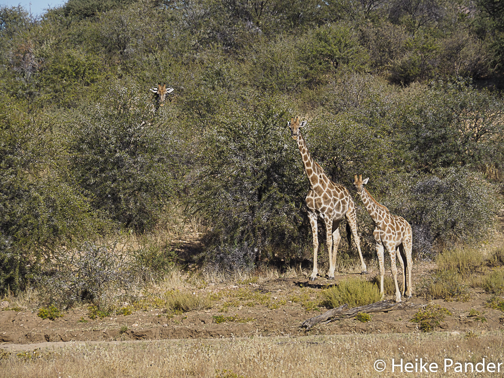 Giraffen, Nähe Windhoek, Namibia