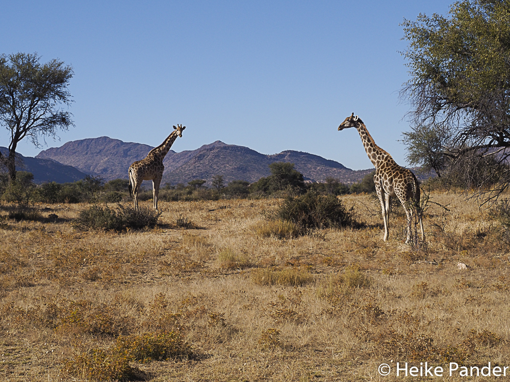 Giraffen, Nähe Windhoek, Namibia