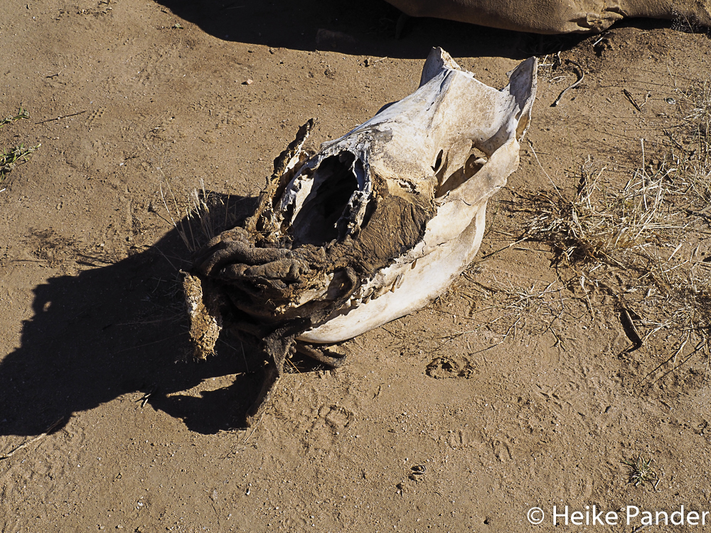 Nashornkadaver, Breitmaulnashorn, Nähe Windhoek, Namibia, Heike Pander