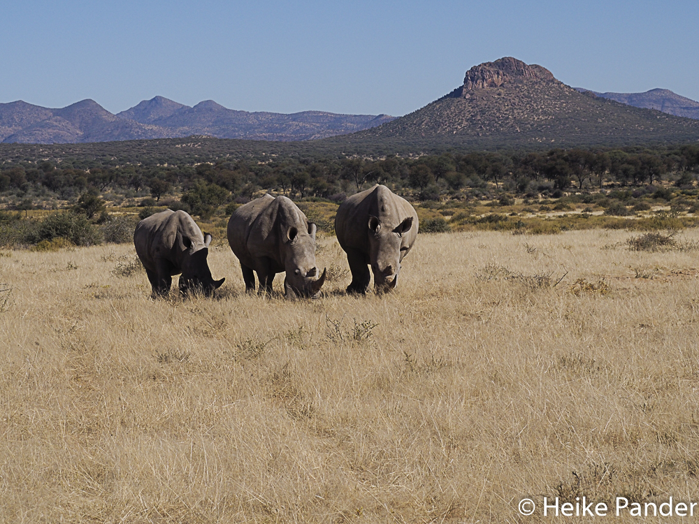 Breitmaulnashörner, zwei Kühe, ein Bullenkalb, Nähe Windhoek, Namibia, Heike Pander