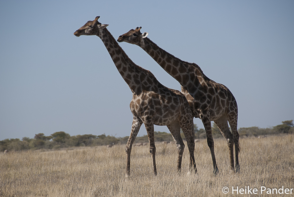 Giraffen, Etoscha, Namibia
