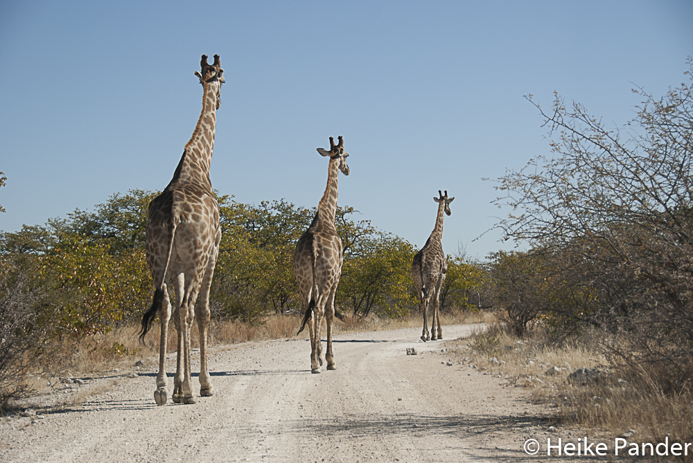 Giraffen, Etoscha, Namibia