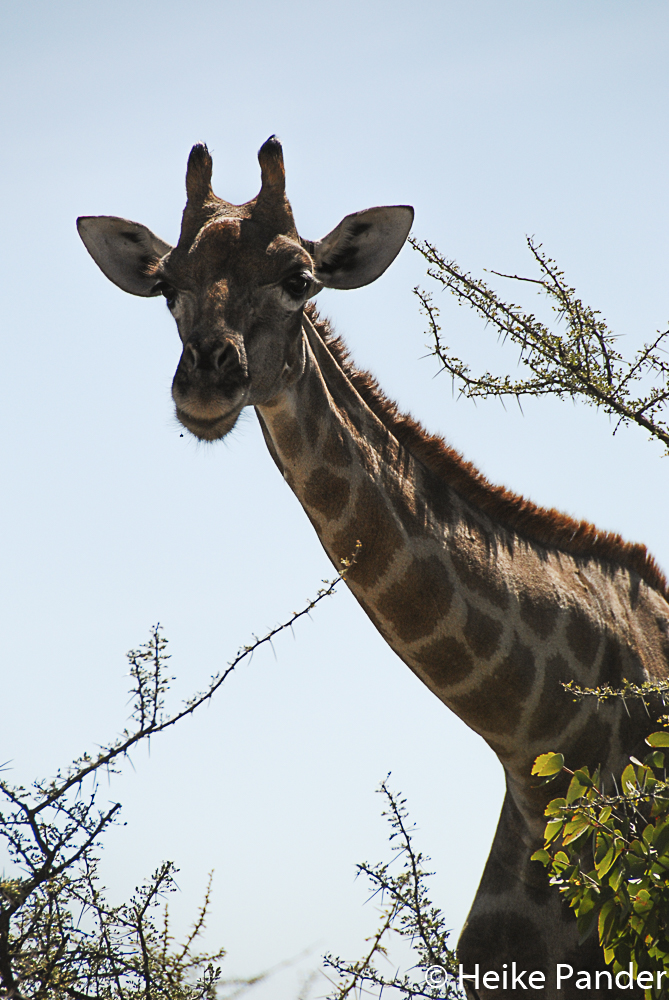 Giraffe, Etoscha, Namibia