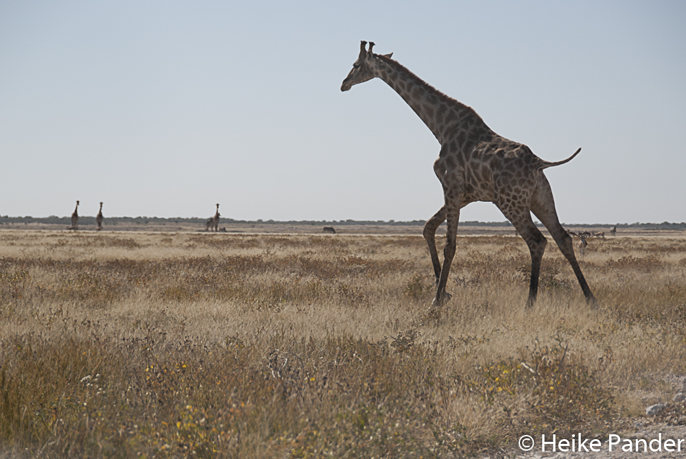 Giraffe, Etoscha, Namibia