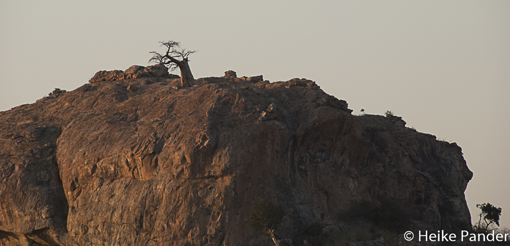 Rhodes Baobab, Mmamagwa, Mashatu, Botswana