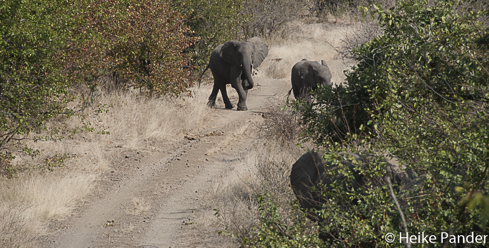 Elephants, Makuleke Concession, Kruger NP, South Africa