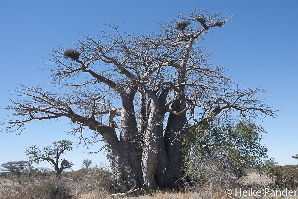 Greens Baobab Botswana, Heike Pander