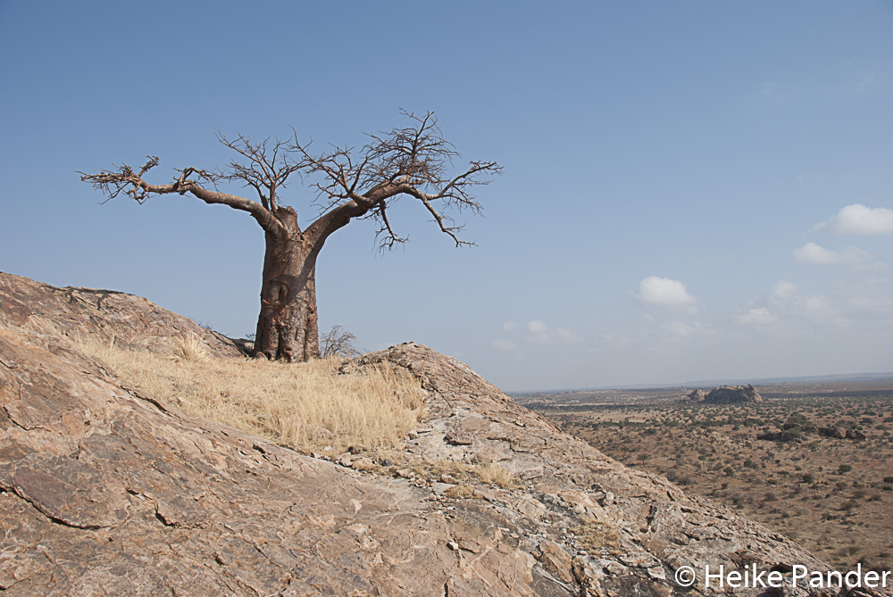 Rhodes Baobab, Mmamagwa, Mashatu, Botswana