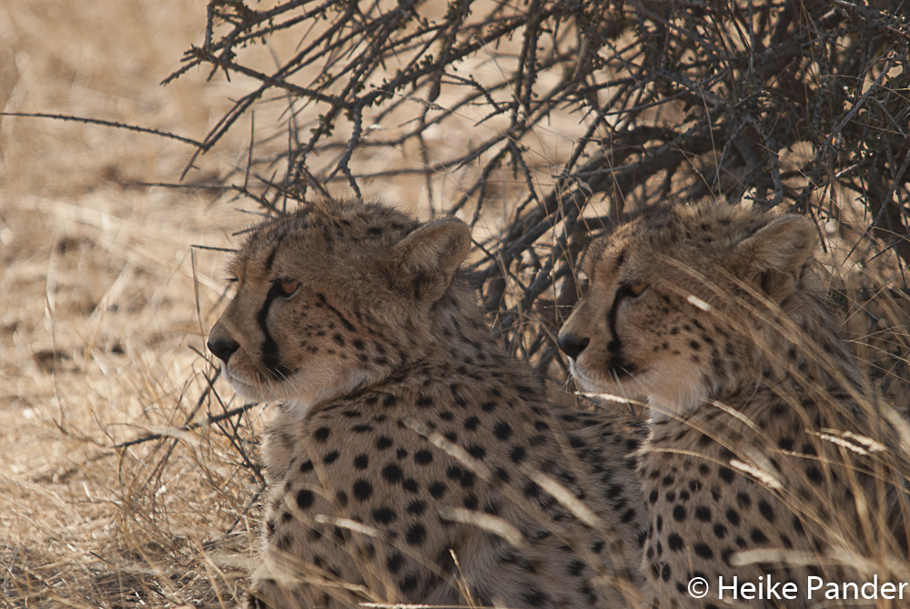 Geparden, Mashatu Central, Botswana