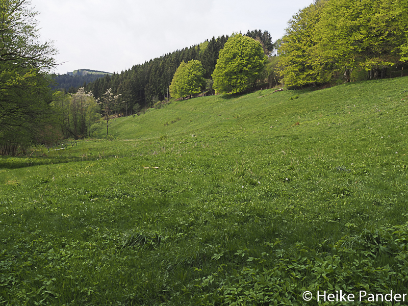 Eifelwiesen, Nationalpark Eifel, in der Nähe von Höfen