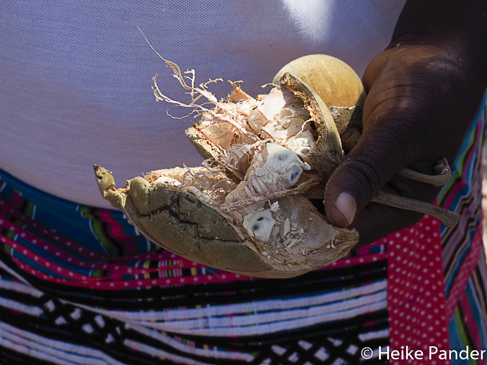 Baobab Frucht, Zwigodini Village, Limpopo Province, South Africa, © Heike Pander