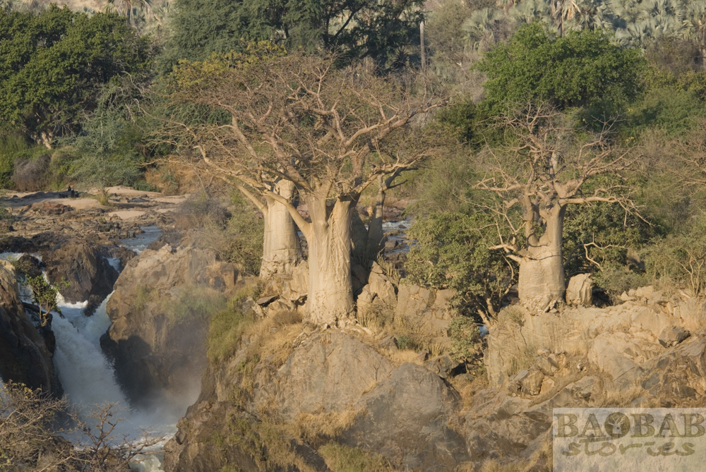 Baobabs, Epupa Falls, Heike Pander