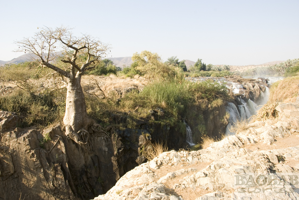 Baobab am Abgrund, Epupa Falls, Heike Pander