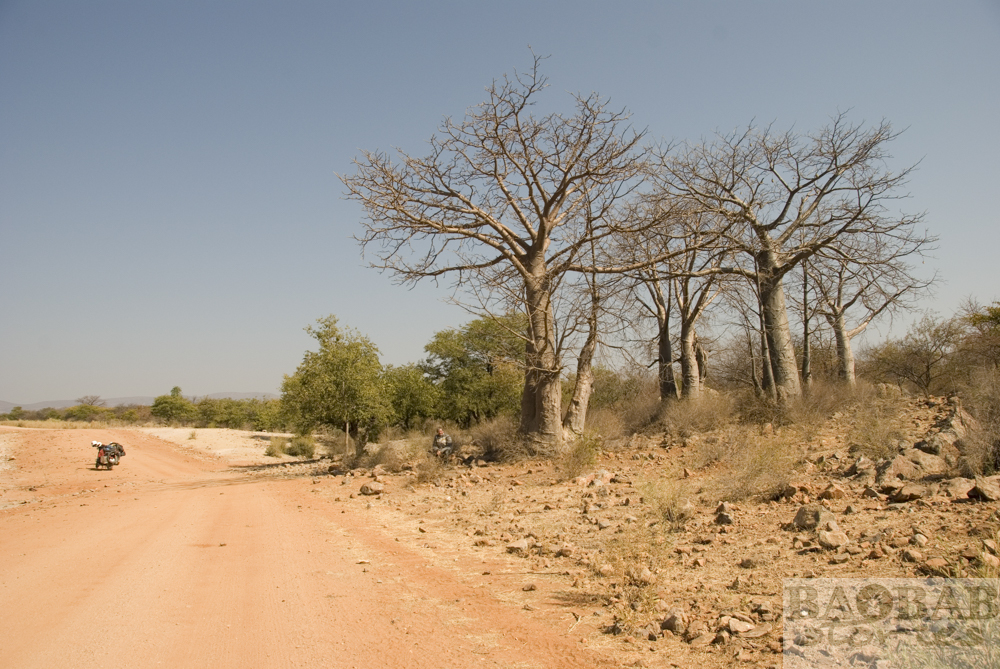 Baobabs, Strasse Epupa Falls, Heike Pander