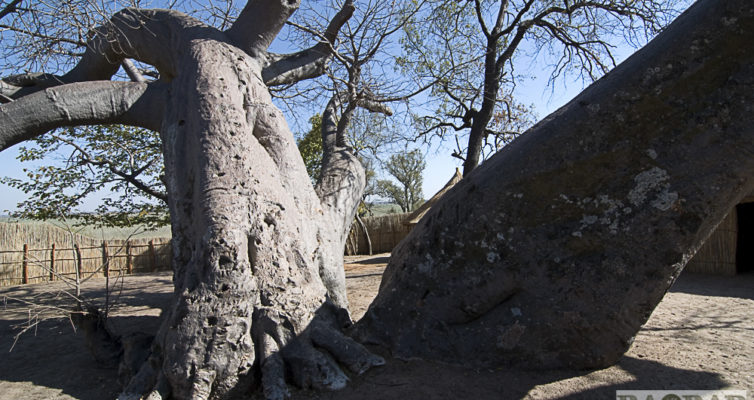 Baobabs im Heritage Center, Namushasha, Heike Pander